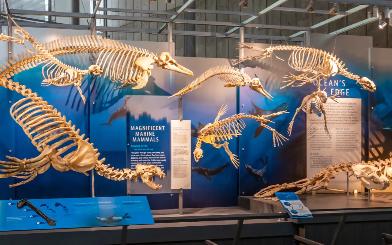 Logo of the California Academy of Sciences, a research institute and natural history museum in San Francisco