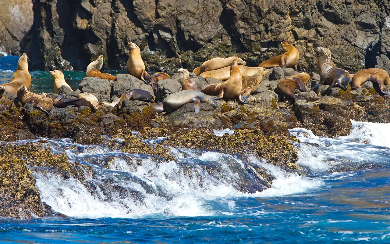 Island Adventures at Channel Islands National Park