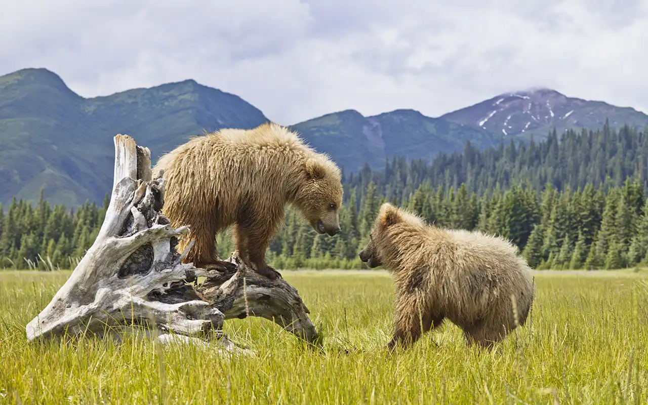 Scenic view of Denali National Park with majestic mountains and lush greenery