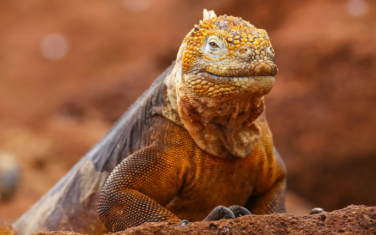 Visit the Galápagos Islands: A Unique Ecosystem in Ecuador