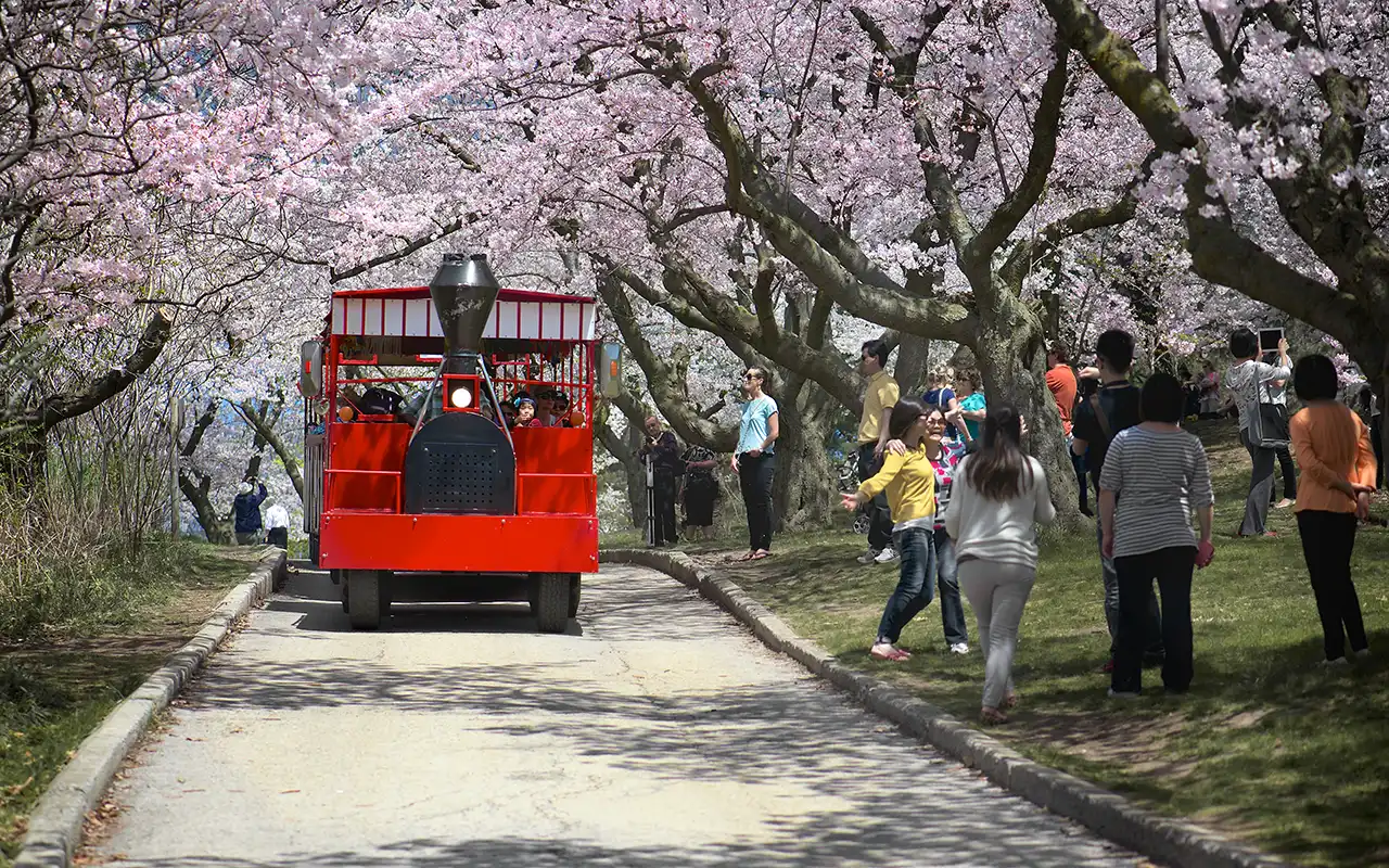 Natural Tranquility of High Park