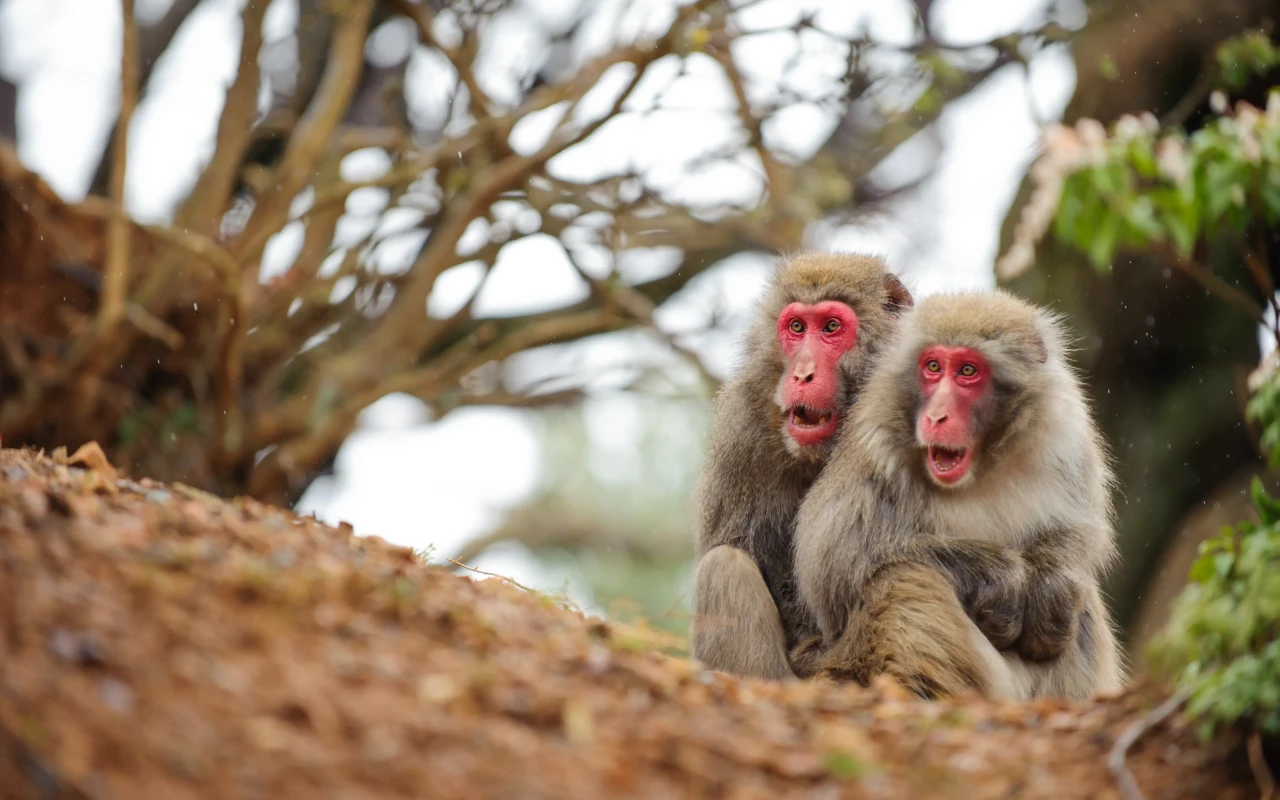 Kyoto Monkey Park