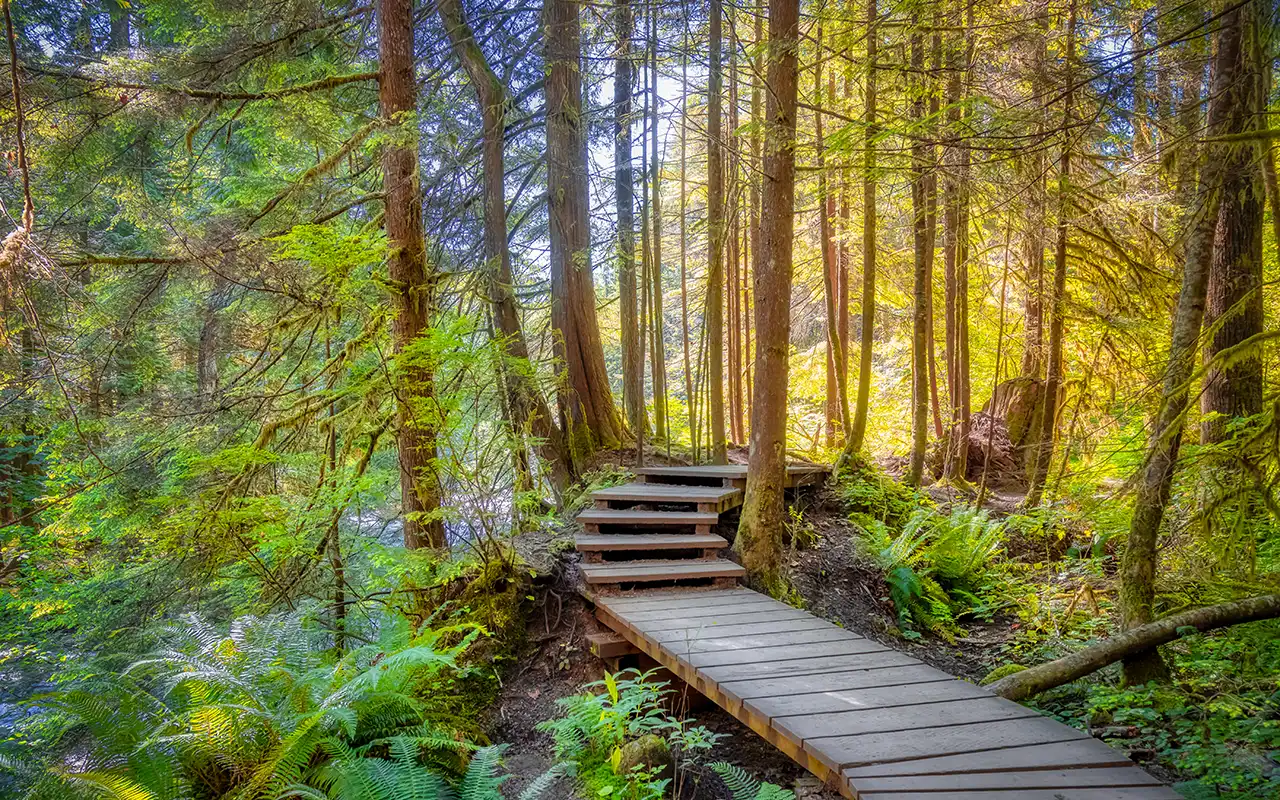Natural Beauty of Lynn Canyon Park, Vancouver