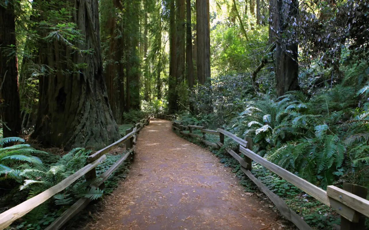 Majestic redwood trees in the serene Muir Woods National Monument, California
