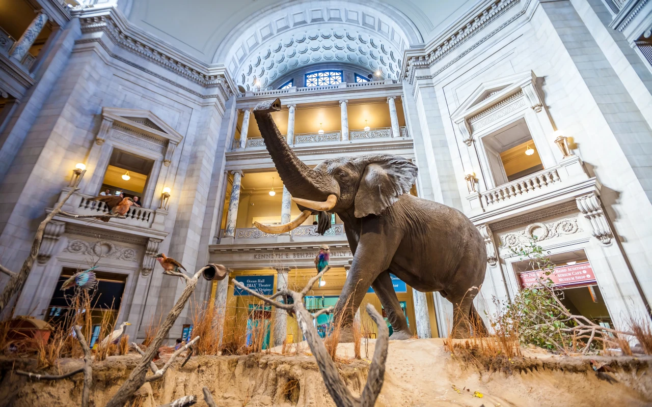 Interior of the National Museum of Natural History featuring exhibition halls and visitors exploring the displays.