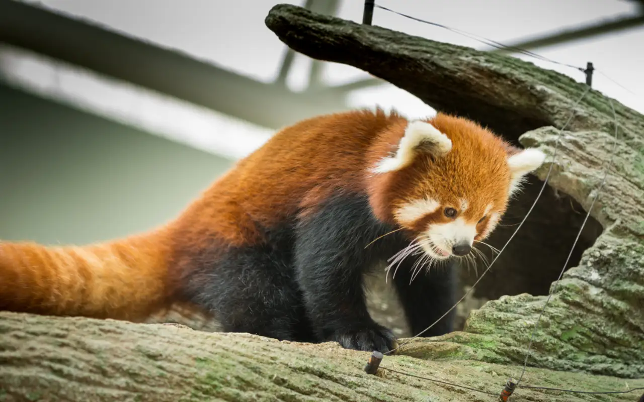 Visitors exploring various animal exhibits at the National Zoological Park