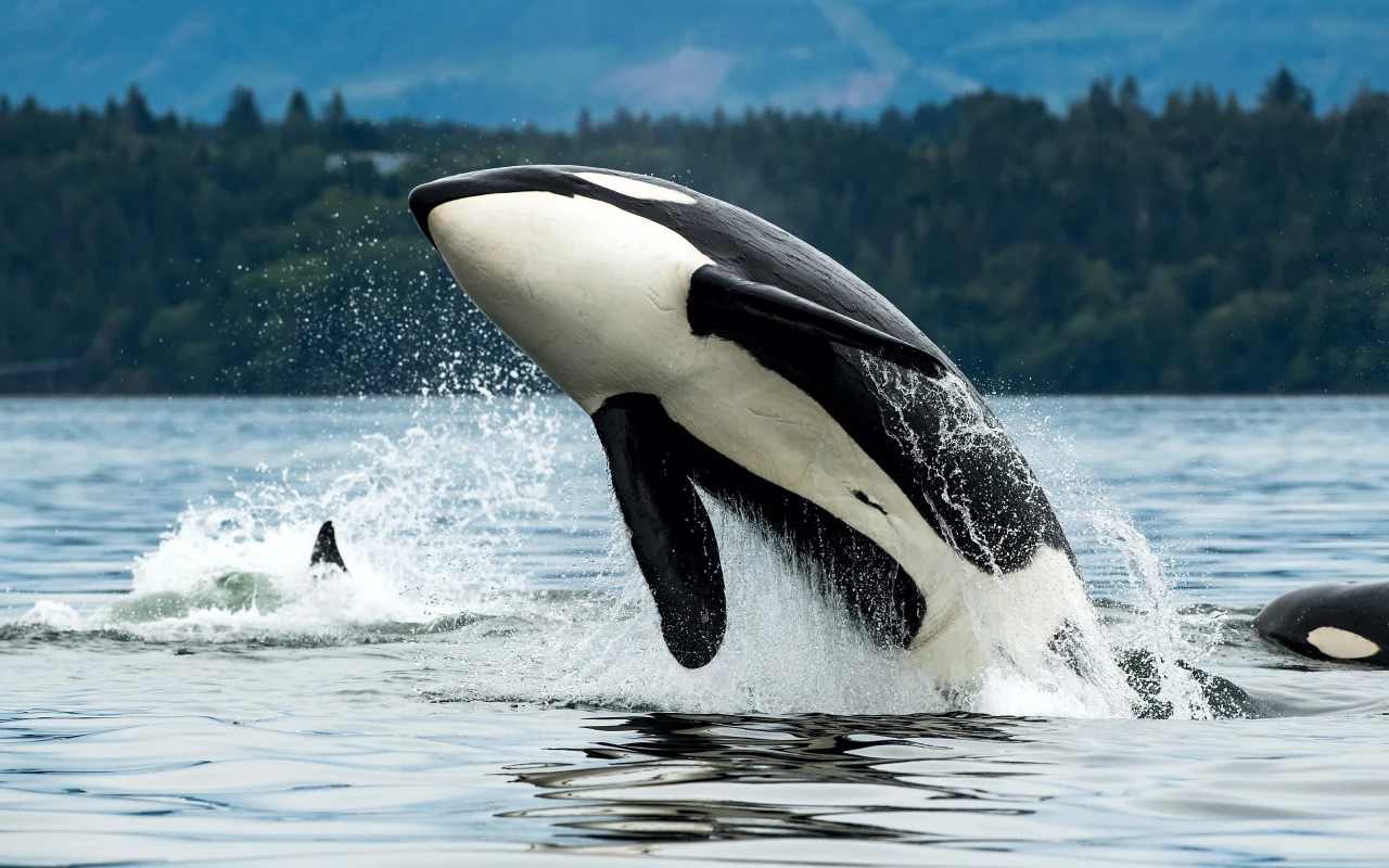 Visit Vancouver Island: A Haven for Nature Lovers in Canada