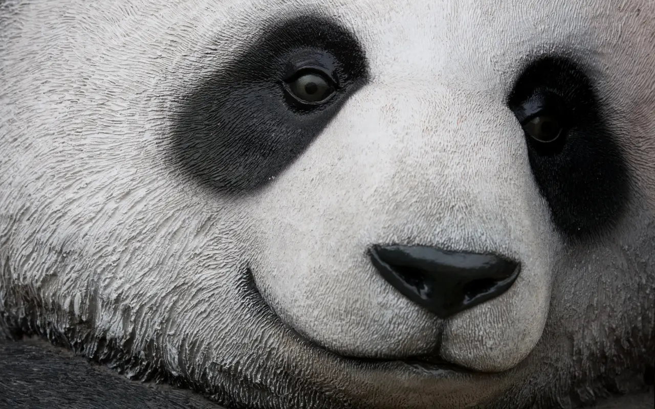 Close-up of a panda face showing its features