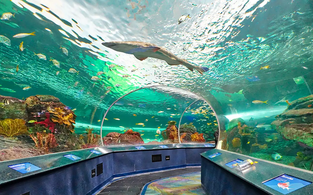 Marine Wonders at Ripley's Aquarium of Canada