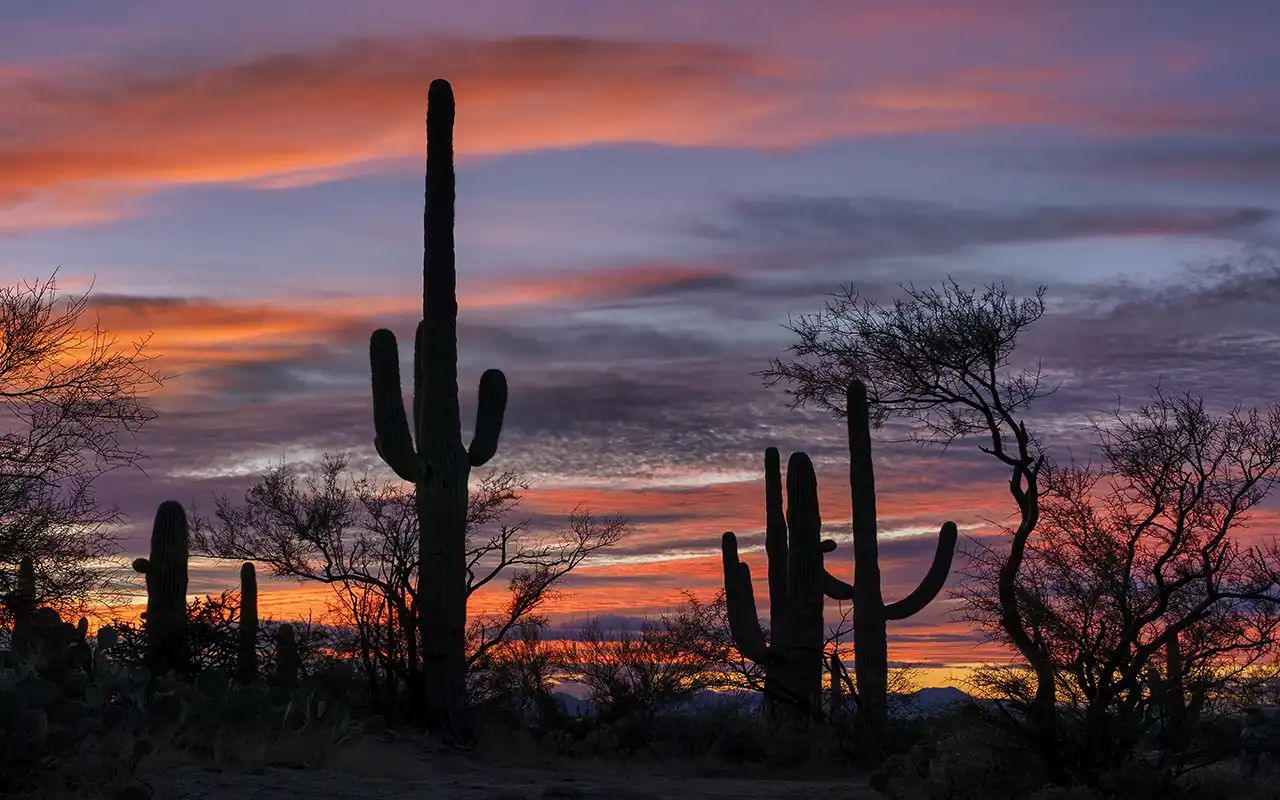 Desert Giants of Saguaro National Park