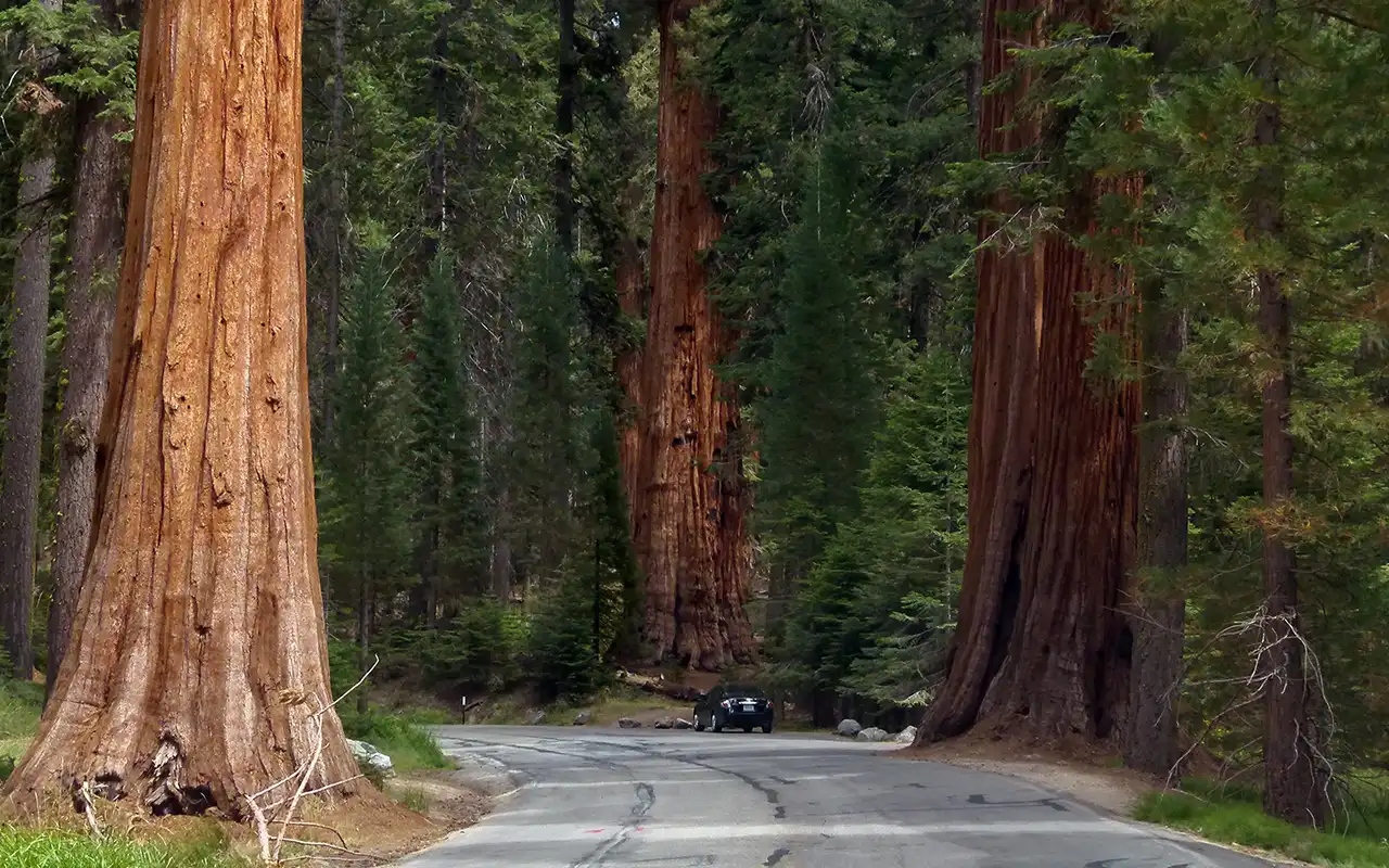Sequoia National Park