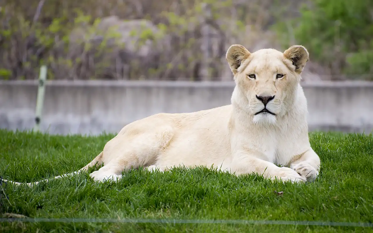 Wild Encounters at Toronto Zoo