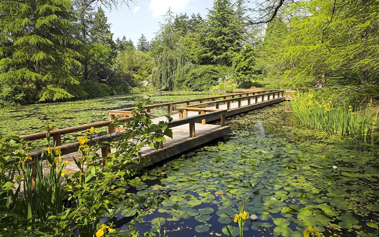 Exploring the Lush VanDusen Botanical Garden
