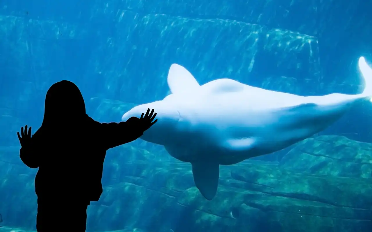 Marine Wonders at The Vancouver Aquarium