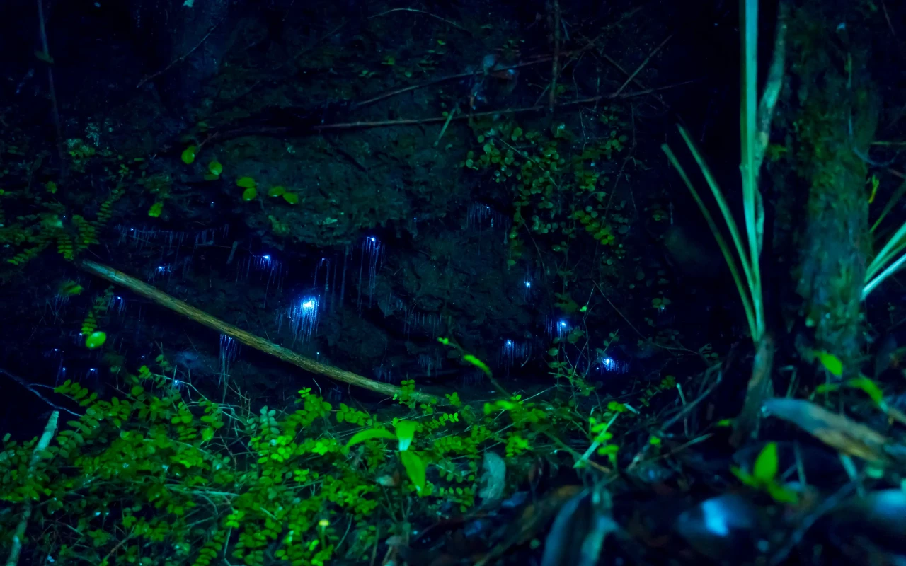 Stunning view of the luminescent Waitomo Glowworm Caves in New Zealand