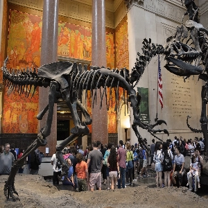 American Museum of Natural History - interior view with exhibits and visitors exploring the vast collections related to nature, science, and human cultures.