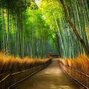 Arashiyama Bamboo Grove