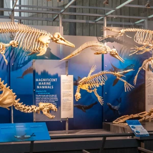 California Academy of Sciences