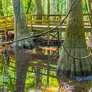 Ancient Forests of Congaree National Park