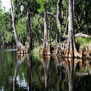 Scenic view of Everglades National Park with lush greenery and diverse wildlife in their natural habitat