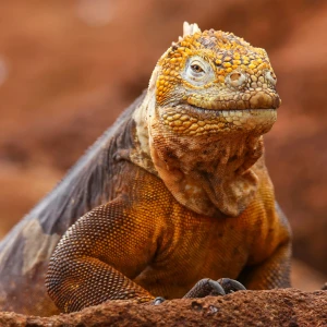 Visit the Galápagos Islands: A Unique Ecosystem in Ecuador