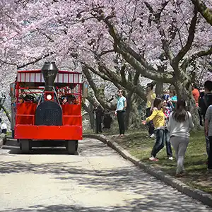 Natural Tranquility of High Park