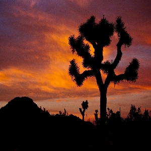 Scenic view of unique rock formations and towering Joshua trees in Joshua Tree National Park, California