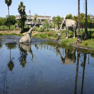 La Brea Tar Pits and Museum