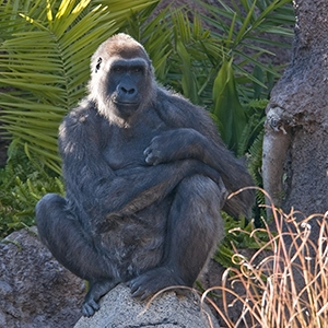 A lively scene at the Los Angeles Zoo, with visitors enjoying the diverse animal exhibits and lush greenery on a sunny day.