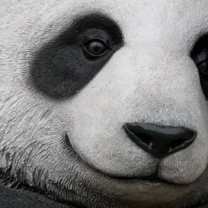 Close-up of a panda face showing its features