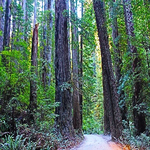 Lush Forests of Redwood National Park