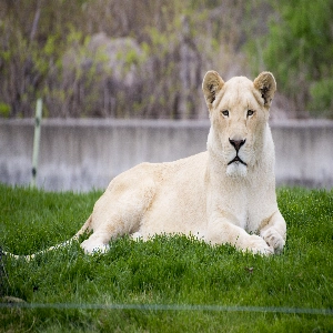 Wild Encounters at Toronto Zoo