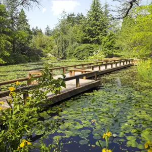 Exploring the Lush VanDusen Botanical Garden