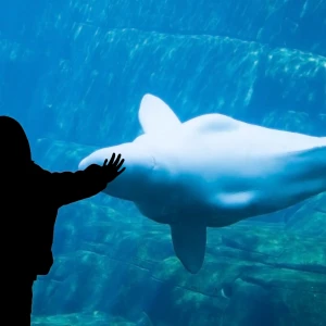 Marine Wonders at The Vancouver Aquarium