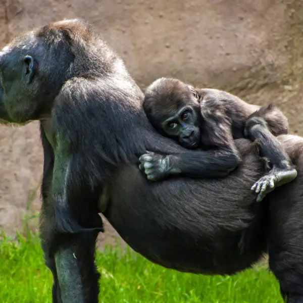 baby-gorilla-riding-mother-prague-zoo