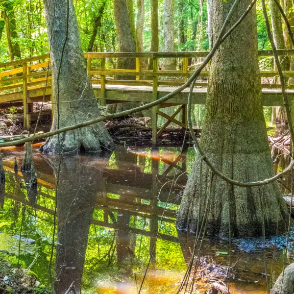 Ancient Forests of Congaree National Park
