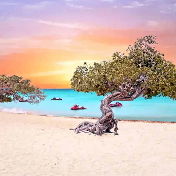 Visit Eagle Beach: Discover Aruba's Best White Sand and Clear Waters