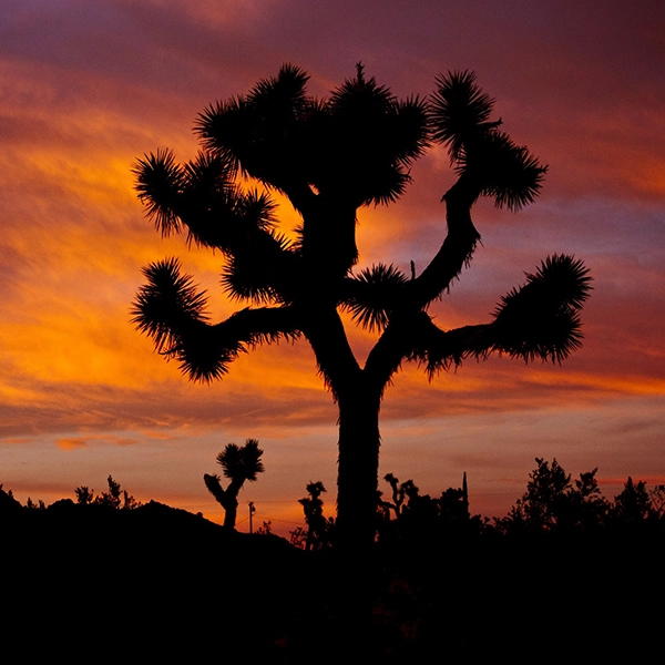 Scenic view of unique rock formations and towering Joshua trees in Joshua Tree National Park, California