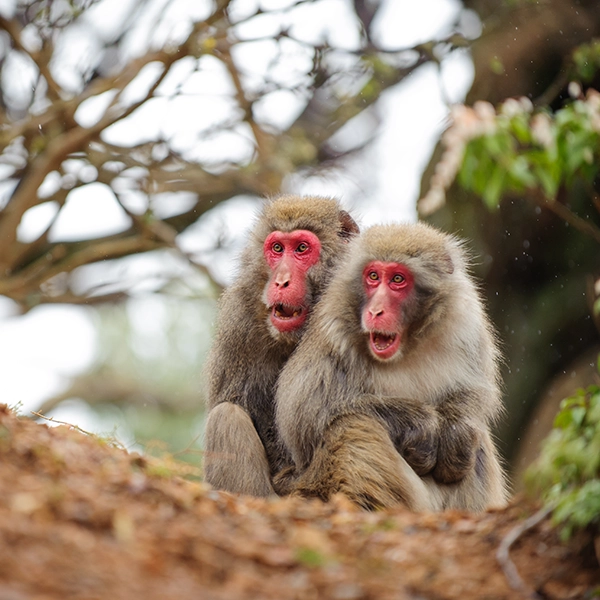 Kyoto Monkey Park
