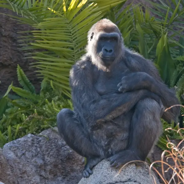 A lively scene at the Los Angeles Zoo, with visitors enjoying the diverse animal exhibits and lush greenery on a sunny day.