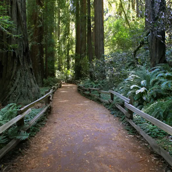 Majestic redwood trees in the serene Muir Woods National Monument, California
