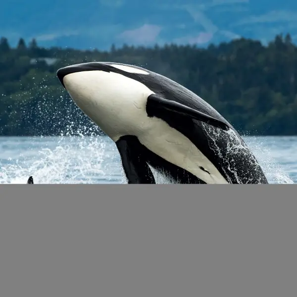 Visit Vancouver Island: A Haven for Nature Lovers in Canada