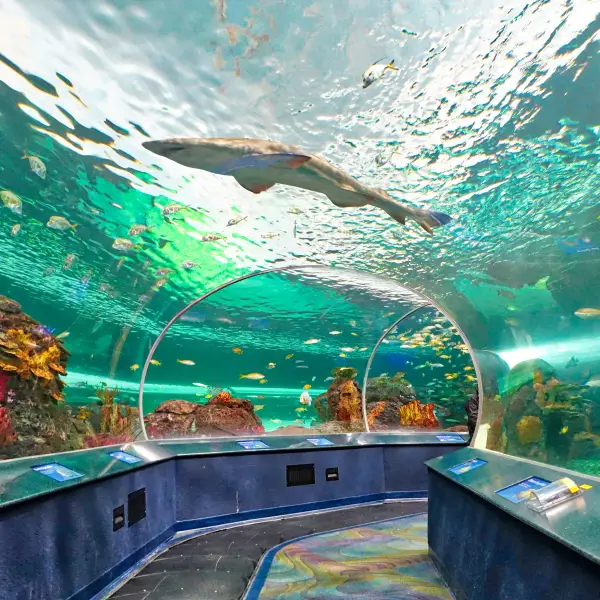 Marine Wonders at Ripley's Aquarium of Canada