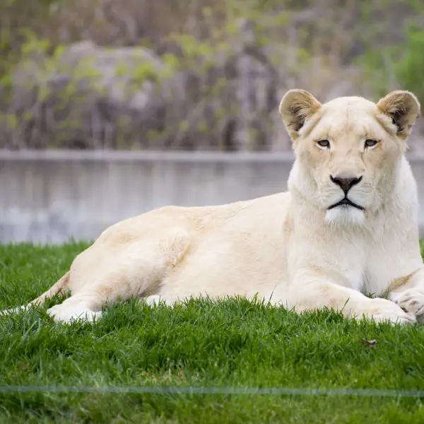 Wild Encounters at Toronto Zoo
