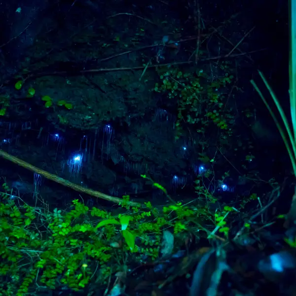 Stunning view of the luminescent Waitomo Glowworm Caves in New Zealand